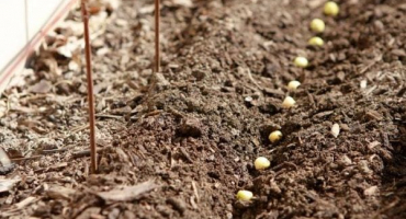 Jak a kdy správně zasadit semena hrachu na otevřeném terénu